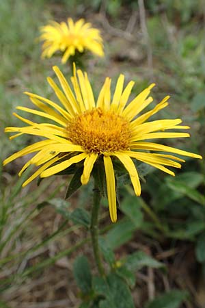 Pentanema hirtum \ Rauer Alant / Hairy Fleabane, D Werbach 29.5.2019