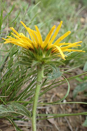 Pentanema hirtum \ Rauer Alant / Hairy Fleabane, D Werbach 29.5.2019