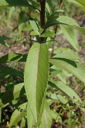 Pentanema helveticum \ Schweizer Alant / Swiss Elecampane, D Gri&szlig;heim 16.7.2019