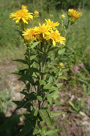 Pentanema helveticum \ Schweizer Alant / Swiss Elecampane, D Gri&szlig;heim 16.7.2019