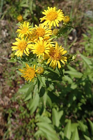 Pentanema helveticum \ Schweizer Alant / Swiss Elecampane, D Gri&szlig;heim 16.7.2019