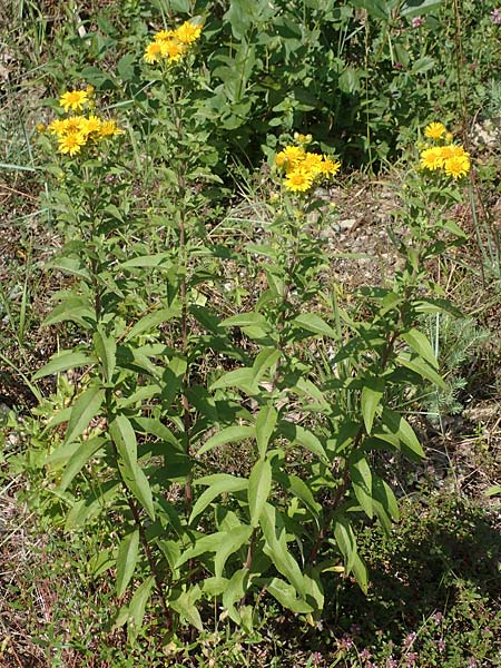 Pentanema helveticum \ Schweizer Alant / Swiss Elecampane, D Gri&szlig;heim 16.7.2019
