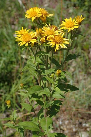 Pentanema helveticum \ Schweizer Alant / Swiss Elecampane, D Gri&szlig;heim 16.7.2019