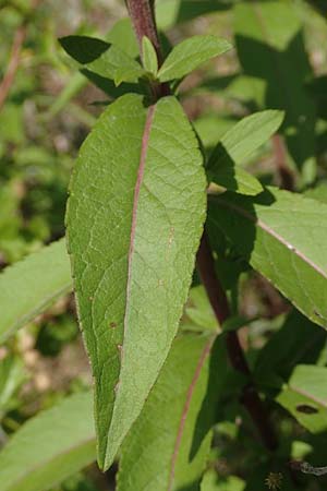 Pentanema helveticum \ Schweizer Alant / Swiss Elecampane, D Gri&szlig;heim 16.7.2019