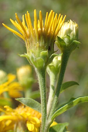 Pentanema helveticum \ Schweizer Alant / Swiss Elecampane, D Gri&szlig;heim 16.7.2019
