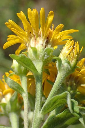 Pentanema helveticum \ Schweizer Alant / Swiss Elecampane, D Gri&szlig;heim 16.7.2019