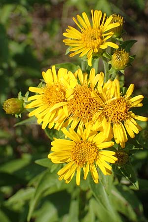 Pentanema helveticum \ Schweizer Alant / Swiss Elecampane, D Gri&szlig;heim 16.7.2019