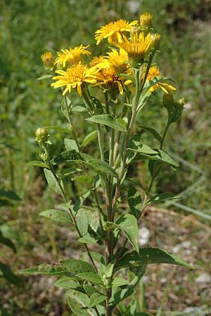 Pentanema helveticum \ Schweizer Alant / Swiss Elecampane, D Gri&szlig;heim 16.7.2019