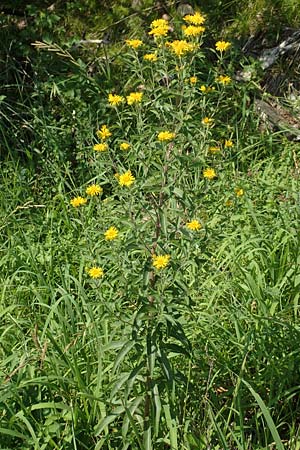 Pentanema helveticum \ Schweizer Alant / Swiss Elecampane, D Gri&szlig;heim 16.7.2019