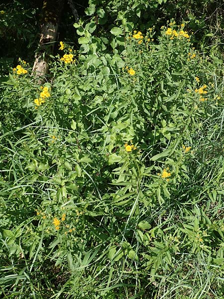 Pentanema helveticum \ Schweizer Alant / Swiss Elecampane, D Gri&szlig;heim 16.7.2019