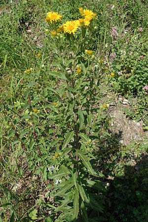 Pentanema helveticum \ Schweizer Alant / Swiss Elecampane, D Gri&szlig;heim 16.7.2019