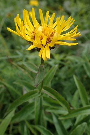 Pentanema salicinum \ Weidenbl&auml;ttriger Alant / Irish Fleabane, D Neuleiningen 26.8.2021