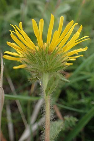 Pentanema hirtum \ Rauer Alant / Hairy Fleabane, D Th&uuml;ringen, Erfurt 6.6.2022
