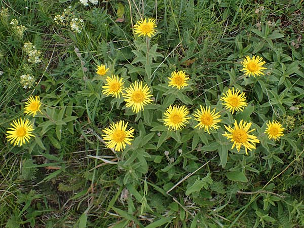Pentanema hirtum \ Rauer Alant / Hairy Fleabane, D Th&uuml;ringen, Erfurt 6.6.2022