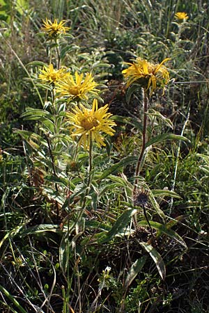 Pentanema hirtum \ Rauer Alant / Hairy Fleabane, D Th&uuml;ringen, Hemleben 12.6.2023