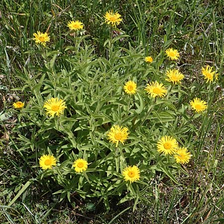 Pentanema hirtum \ Rauer Alant / Hairy Fleabane, D Th&uuml;ringen, K&ouml;lleda 15.6.2023