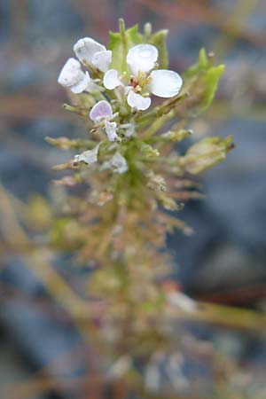 Iberis linifolia subsp. boppardensis \ Bopparder Schleifenblume / Boppard Candytuft, D Botan. Gar.  Universit.  Mainz 13.9.2008