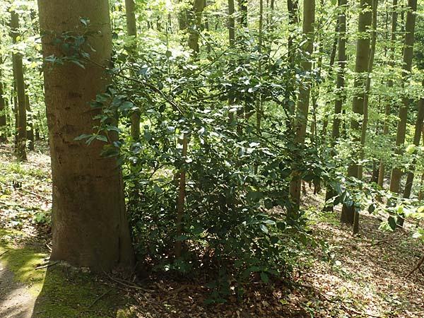 Ilex aquifolium \ Stechpalme / Holly, D Heidelberg 29.4.2017