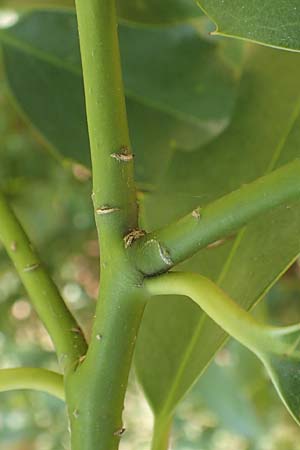 Ilex aquifolium \ Stechpalme / Holly, D Heidelberg 29.4.2017
