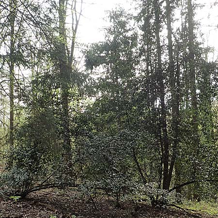 Ilex aquifolium \ Stechpalme / Holly, D Heidelberg 15.4.2018