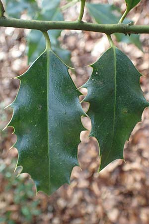 Ilex aquifolium \ Stechpalme / Holly, D Mannheim 11.2.2019