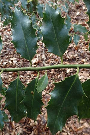 Ilex aquifolium \ Stechpalme / Holly, D Mannheim 11.2.2019