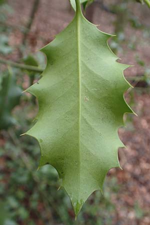 Ilex aquifolium \ Stechpalme / Holly, D Mannheim 11.2.2019