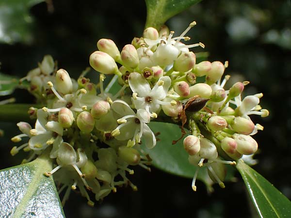 Ilex aquifolium \ Stechpalme / Holly, D Heidelberg 3.5.2020