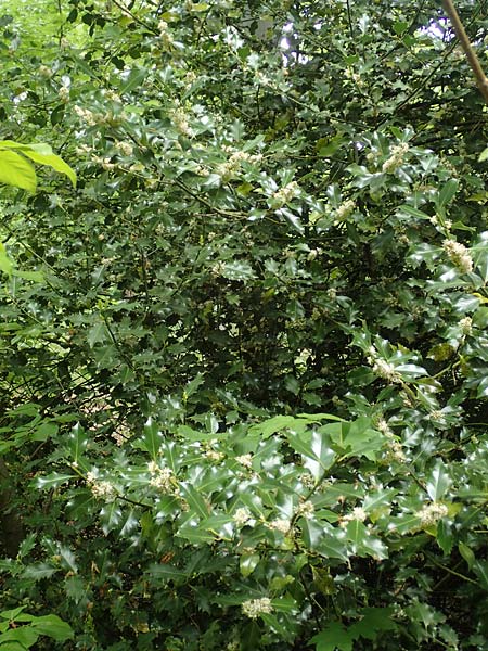 Ilex aquifolium \ Stechpalme / Holly, D Heidelberg 3.5.2020