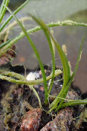 Isoetes lacustris \ Gew�hnliches Brachsenkraut, See-Brachsenkraut / Lake Quillwort, D Titisee 17.5.2013