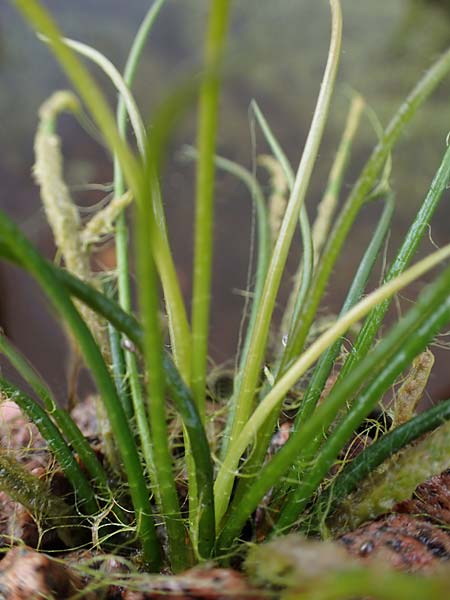 Isoetes lacustris \ Gew�hnliches Brachsenkraut, See-Brachsenkraut / Lake Quillwort, D Titisee 17.5.2013