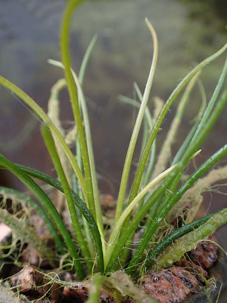 Isoetes lacustris \ Gew�hnliches Brachsenkraut, See-Brachsenkraut / Lake Quillwort, D Titisee 17.5.2013