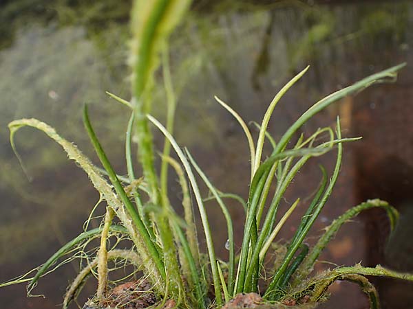 Isoetes lacustris \ Gew�hnliches Brachsenkraut, See-Brachsenkraut / Lake Quillwort, D Titisee 17.5.2013