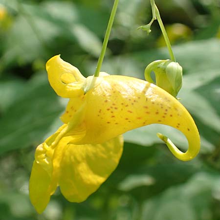 Impatiens noli-tangere \ Echtes Springkraut, R�hrmichnichtan / Touch me not, D Schwarzwald/Black-Forest, Wild-Renchtal 7.8.2015