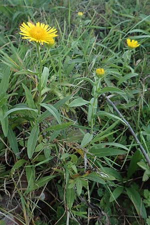 Pentanema salicinum \ Weidenbl&auml;ttriger Alant / Irish Fleabane, D Brandenburg, Havelaue-Strodehne 18.9.2020