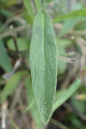 Pentanema salicinum \ Weidenbl&auml;ttriger Alant / Irish Fleabane, D Brandenburg, Havelaue-Strodehne 18.9.2020