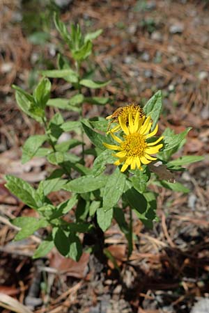 Pulicaria dysenterica \ Gro&szlig;es Flohkraut / Common Fleabane, D Lampertheim 11.9.2022