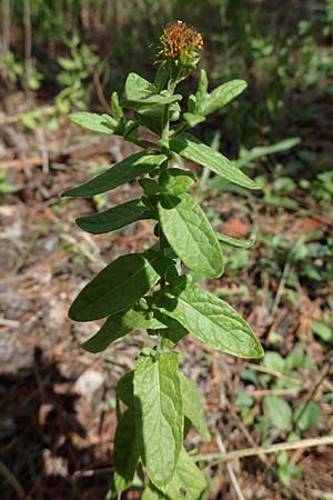 Pulicaria dysenterica \ Gro&szlig;es Flohkraut / Common Fleabane, D Lampertheim 11.9.2022