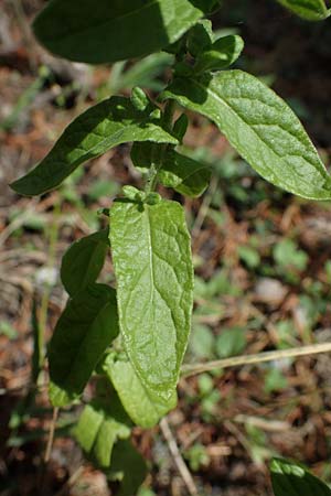 Pulicaria dysenterica \ Gro&szlig;es Flohkraut / Common Fleabane, D Lampertheim 11.9.2022