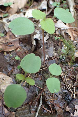 Impatiens noli-tangere \ Echtes Springkraut, R�hrmichnichtan / Touch me not, D Mudau 23.4.2023