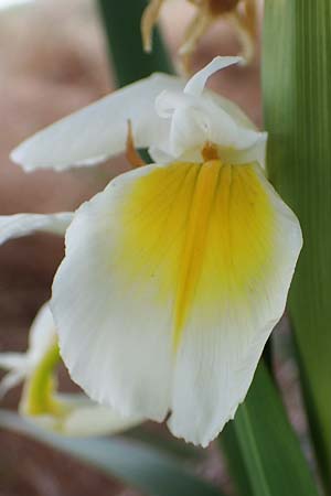 Iris orientalis \ Orientalische Schwertlilie / Turkish Iris, D Sachsen-Anhalt, K&ouml;nnern 17.6.2023