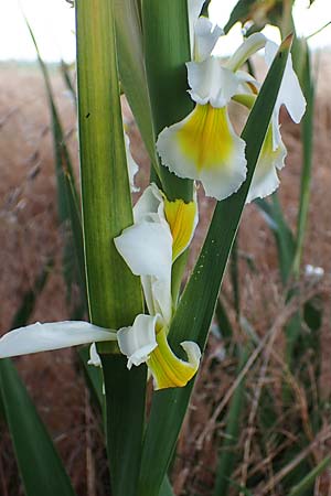 Iris orientalis \ Orientalische Schwertlilie / Turkish Iris, D Sachsen-Anhalt, K&ouml;nnern 17.6.2023