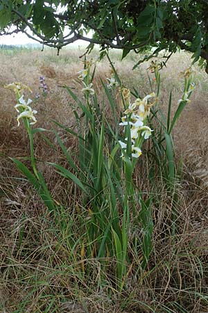 Iris orientalis \ Orientalische Schwertlilie / Turkish Iris, D Sachsen-Anhalt, K&ouml;nnern 17.6.2023