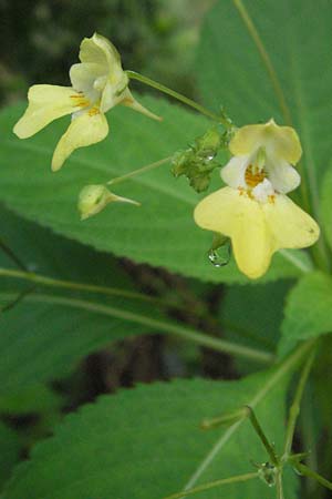 Impatiens parviflora \ Kleinbl�tiges Springkraut / Small Balsam, D Babenhausen 11.8.2007