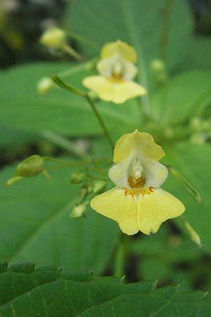 Impatiens parviflora \ Kleinbl�tiges Springkraut / Small Balsam, D Babenhausen 11.8.2007