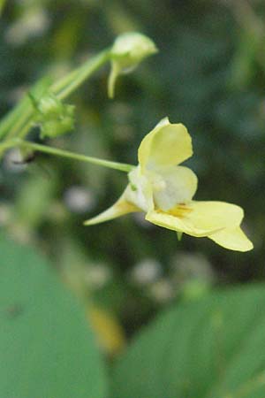 Impatiens parviflora \ Kleinbl�tiges Springkraut / Small Balsam, D Babenhausen 11.8.2007