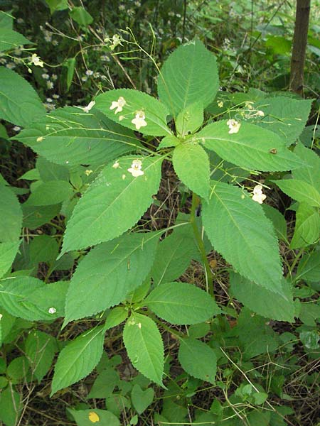 Impatiens parviflora \ Kleinbl�tiges Springkraut / Small Balsam, D Babenhausen 11.8.2007