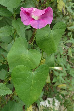 Ipomoea purpurea \ Trichter-Winde, Violette Prunk-Winde / Purple Morning Glory, D Mannheim 12.9.2015