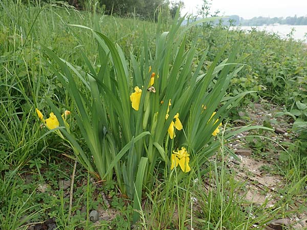 Iris pseudacorus \ Gelbe Schwertlilie / Yellow Iris, D K&ouml;ln-Z&uuml;ndorf 23.5.2018