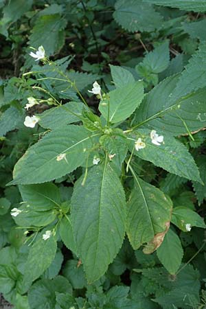 Impatiens parviflora \ Kleinbl�tiges Springkraut / Small Balsam, D Essen 27.7.2019